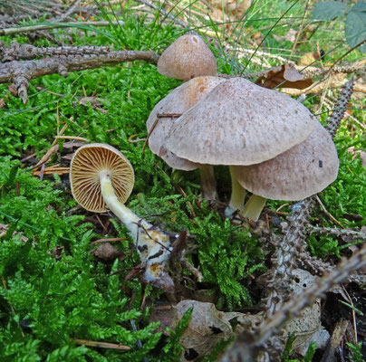 Collybia peronata - Scherpe collybia