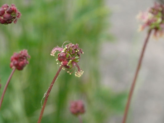 Sanguisorba officinalis - Grote pimpernel