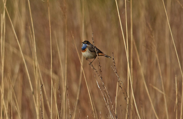 Blauwborst