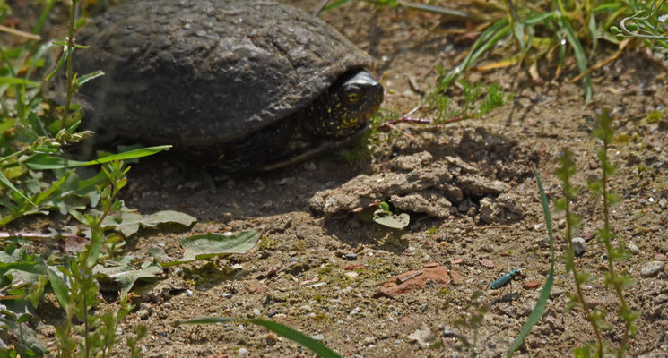 Europese Moerasschildpad