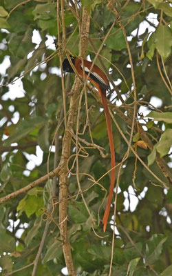 Terpsiphone viridis - African Paradise-Flycatcher
