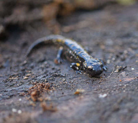 Vuursalamander