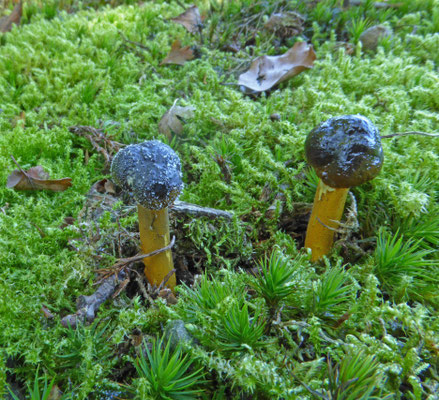 Cordyceps longisegmentis - Grootsporige truffelknotszwam