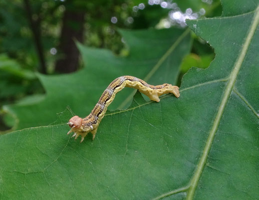 Erannis defolaria - Grote wintervlinder