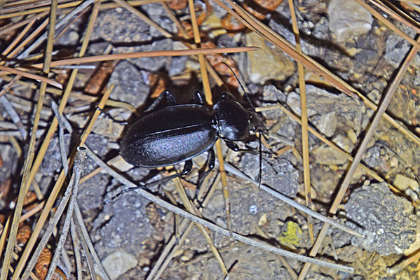 Carabus impressus