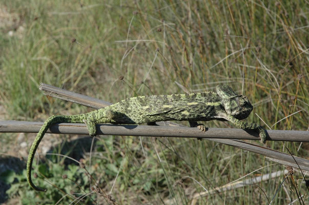 Chamaeleo africanus (Afrikaanse kameleon)