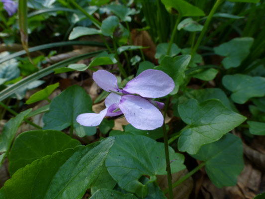 Viola riviana - Bleeksporig bosviooltje