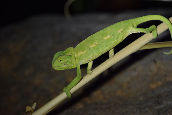 Europese kameleon (Chameleo chameleon)