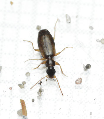 Philorhizus crucifer confusus