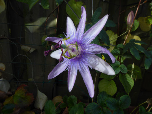 Passiflora species