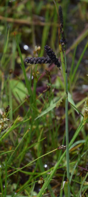 Carex flacca - Zeegroene zegge