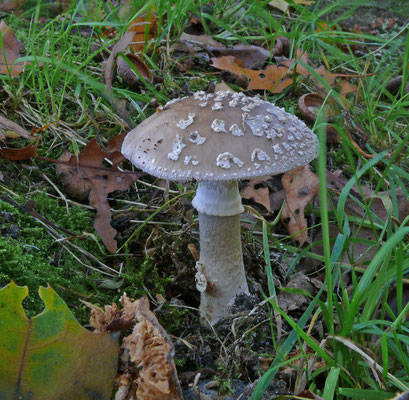 Amanita excelsa - Grauwe amaniet
