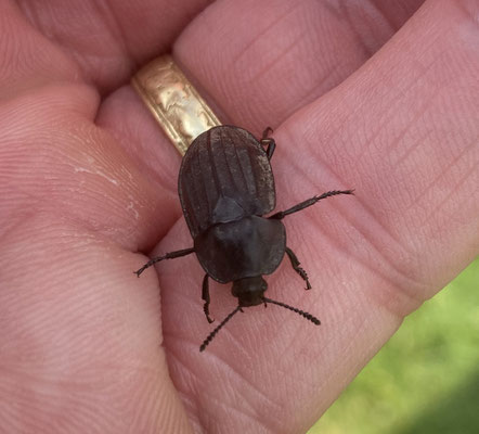 Silpha tristis