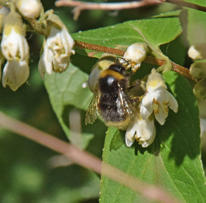 Bombus pratorum - Weidehommel