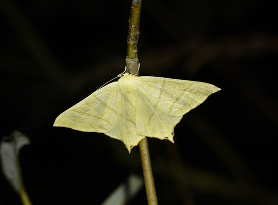 Ourapteryx sambucaria - Vliervlinder