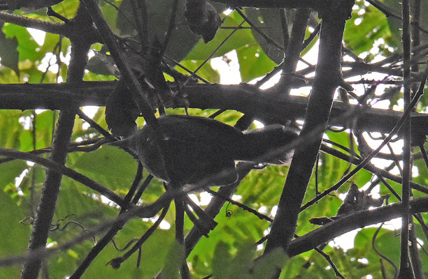 Gray Antbird