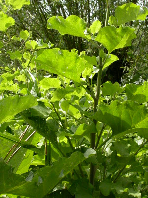Arctium lappa - Grote klit