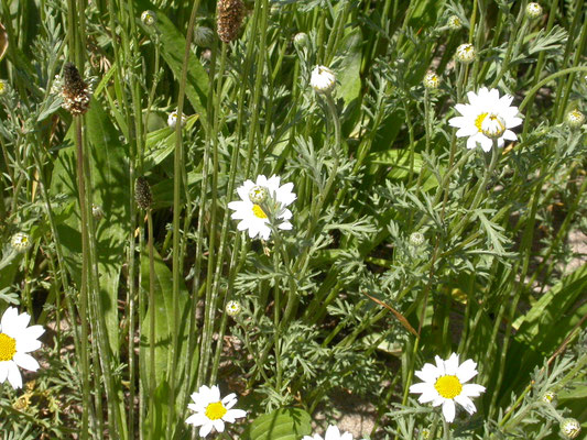 Anthemis arvensis - Valse kamille