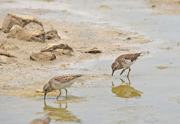 Kleinste Strandloper