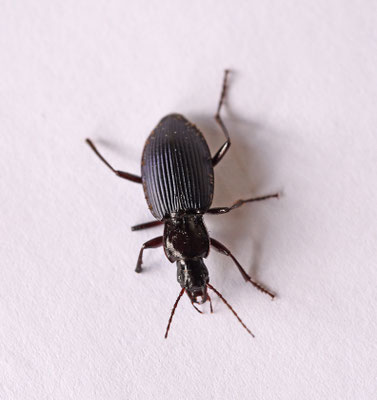 Laemostenus cimmerius