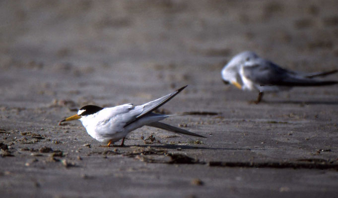Least Tern