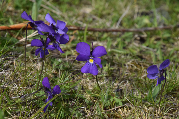 Viola dubyana