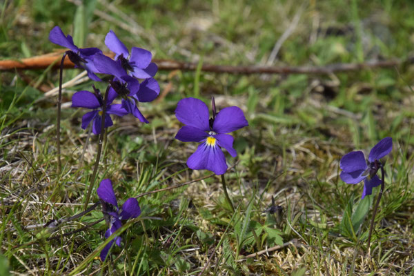 Viola dubyana