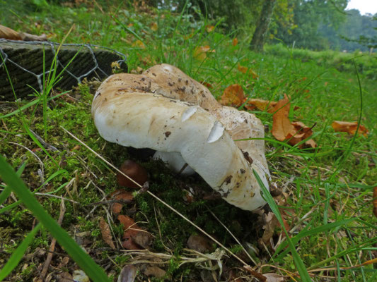 Russula delica - Witte russula