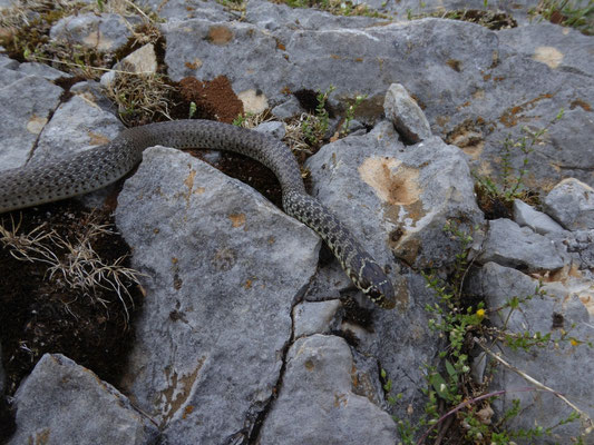 Balkantoornslang (Hierophis gemonensis)