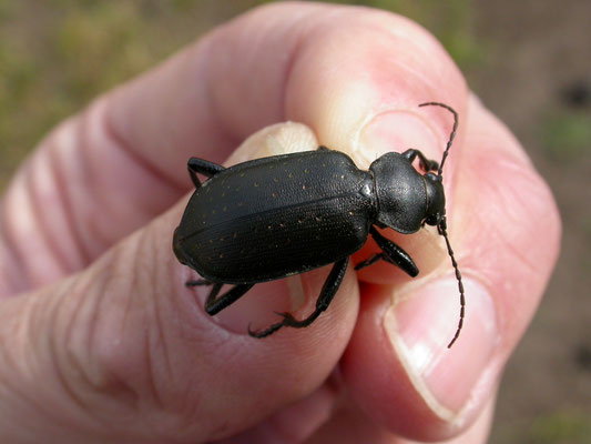 Calosoma aurapunctatum