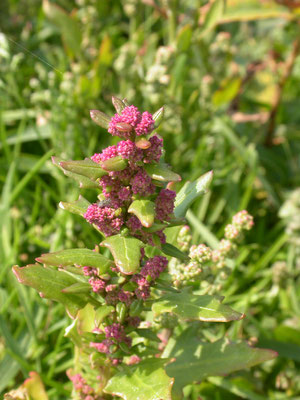 Chenopodium rubrum - Rode ganzenvoet