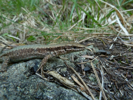 Podarcis muralis (muurhagedis)