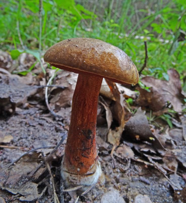 Neoboletus erythropus - Gewone heksenboleet