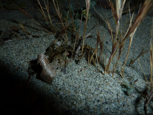 Pelobates syriacus