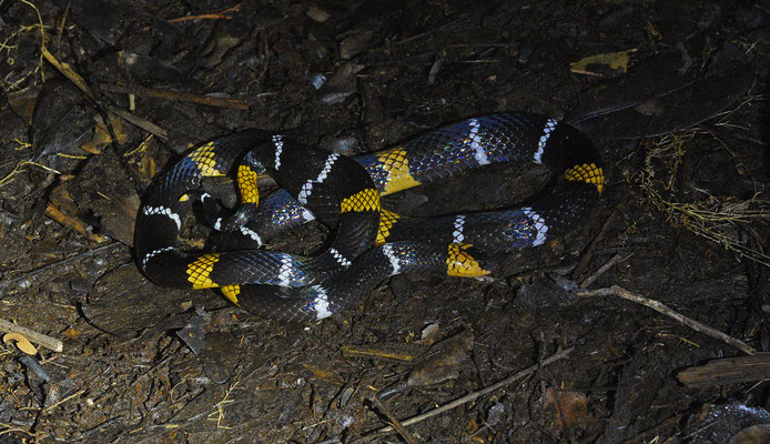 Micrurus hemprichii hemprichii - Echte Breed-zwartbandige Koraalslang
