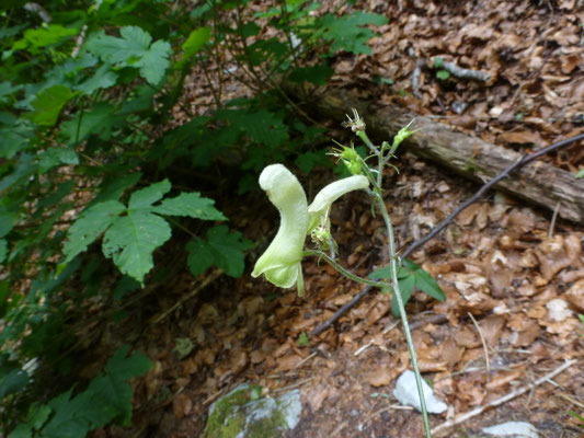 Aconitum vulparia - Gele monnikskap