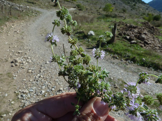 Mentha pulegium - Polei