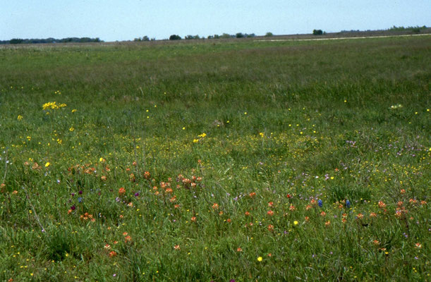 Veld vol bloemen