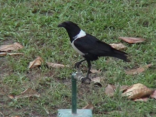Corvus albus - Pied Crow