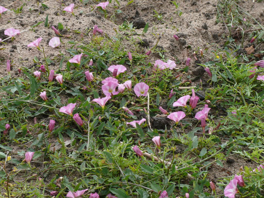 Convolvulus arvensis - Akkerwinde