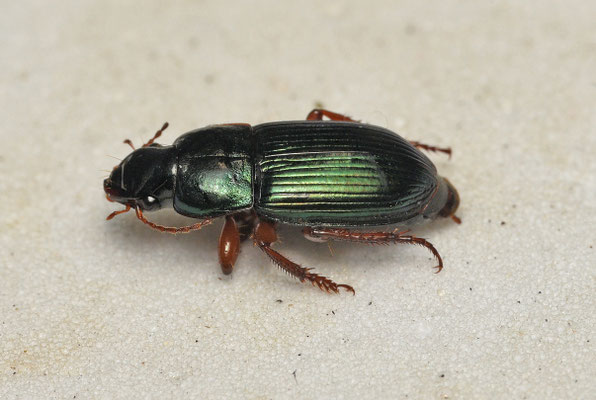 Harpalus rubripes - Blauwe kruiper