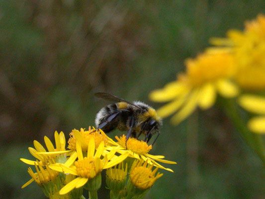 Bombus lucorum - Veldhommel