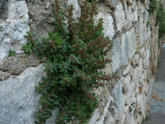 Parietaria judaica - Klein glaskruid