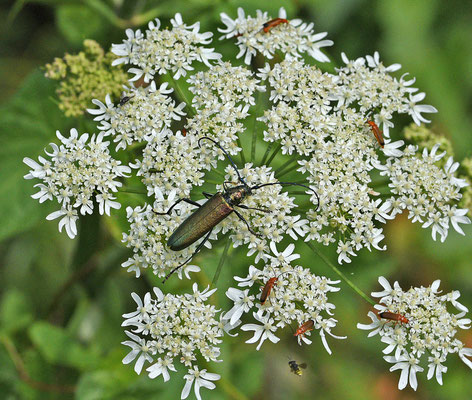 Muskusboktor - Aromia moschata