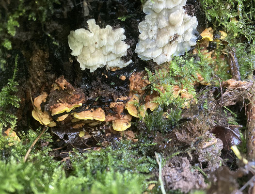 Flaviporus brownii - Zwavelgeel elfenbankje