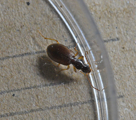 Oxypselaphus obscurus - Smalhalssnelloper