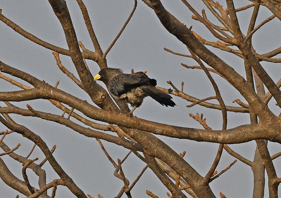 Crinifer piscator - Western Grey Plantain-eater
