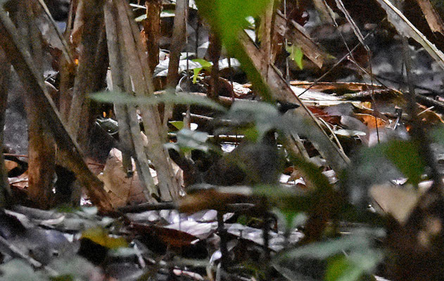 Black-faced Antthrush