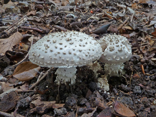 Amanita solitaria - Stekelkopamaniet
