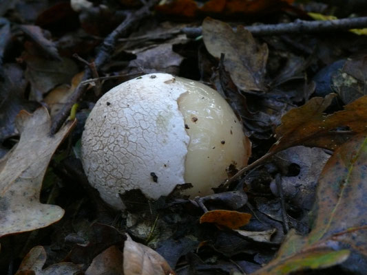 Phallus impudicus - Grote stinkzwam